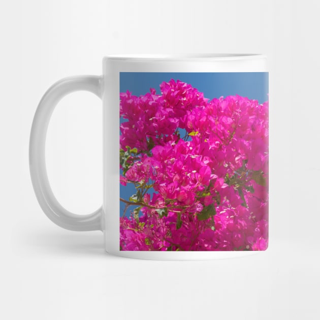 Bright pink bougainvillea flowers and vine by brians101